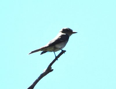 Western Wood-Pewee
BD: notched tail, some lightness at base of bill, smudged undertail coverts. Primary extension ambiguous, sort of intermediate between phoebe and pewee, but other characters are sufficiently diagnostic.