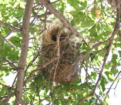 Oriole-looking nest