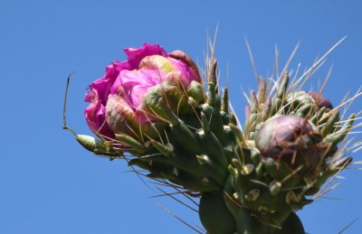 On the grounds, a katydid investigated a cholla flower bud.