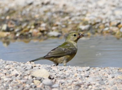 After our late lunch, we stopped by a small oasis at Dugout Wells where a small stream of water across the road drew a wide variety of birds, including this female Painted Bunting.