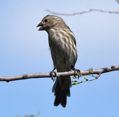 Female House Finch at Dugout Wells