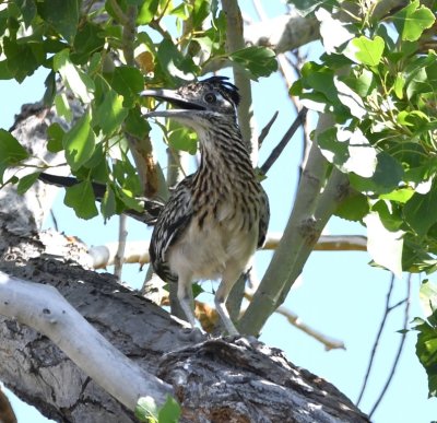 There was a road around the area and paths through it. I walked through the middle and found this Greater Roadrunner in a tree overhead. 