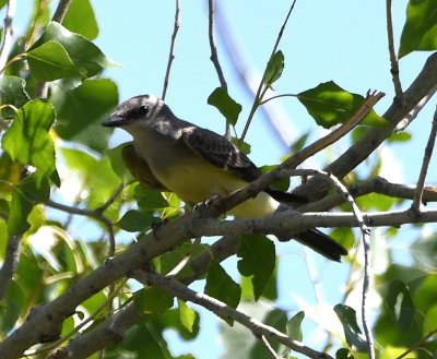 Western Kingbird