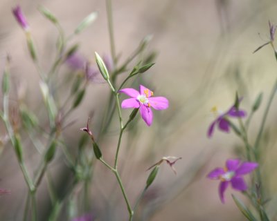 Pink wildflower