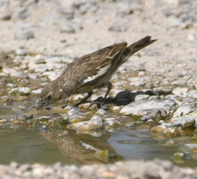 Lark Bunting at the little stream of water across the road at Dugout Wells, BBNP, TX