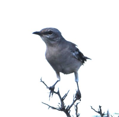 Mockingbird