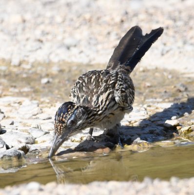 Greater Roadrunner getting a drink in the water running across the road at Dugout Wells, Great Bend National Park, TX