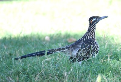 We drove through the Rio Grande Village campground and found several Greater Roadrunners like this one.