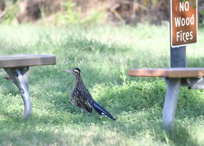 There were three roadrunners around these picnic tables.