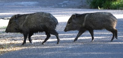 Javelinas crossing the road in front of us
