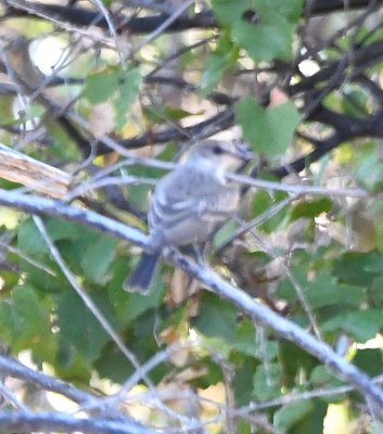 Willow Flycatcher?