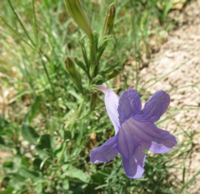 Lavender trumpet-like wildflowers