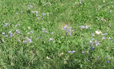 More lavender-colored wildflowers