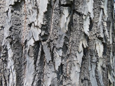Bark on one of the big cottonwood trees in the campground