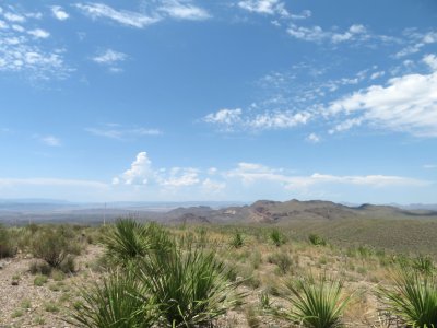 Sotol yuccas in the landscape at Big Bend National Park, TX