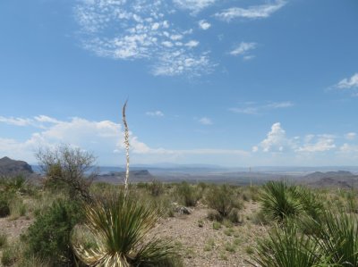 Sotol yuccas in the landscape at Big Bend National Park, TX