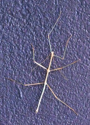 We did our morning survey of the wall outside our room; here's another walking stick.