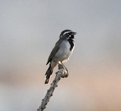 Black-throated Sparrow, singing below our B&B