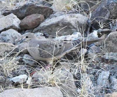 Mourning Dove