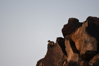 Rock Squirrel on the rocks south of our B&B, toward the highway