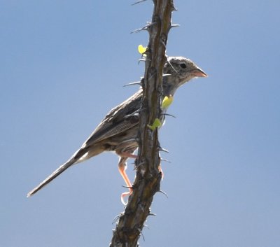 Probably Cassin's Sparrow
per SW Cardiff, but
reported to eBird as sparrow sp.