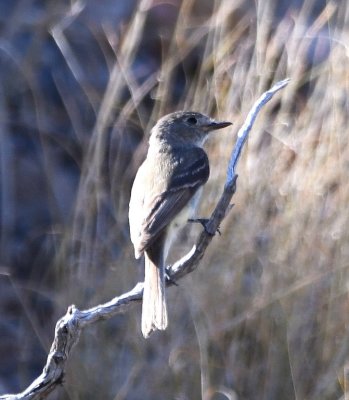 Gray or Dusky Flycatcher
per SW Cardiff
reported to eBird as Empidonax sp.