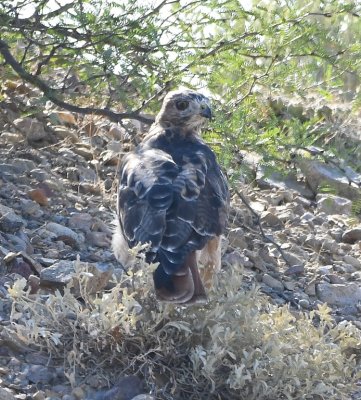 We concluded this was a young Red-tailed Hawk that flew out of a tree at the left side of the road to the middle of the embankment, then sat and watched us as we creeped by in the car and took photos.