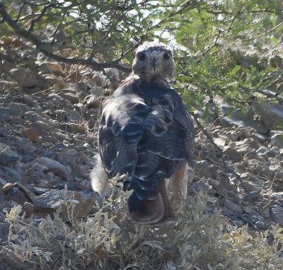 Juvenile Red-tailed Hawk