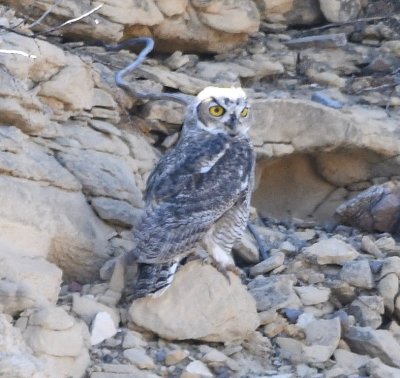 Great Horned Owl, Old Maverick Road, Big Bend National Park, TX