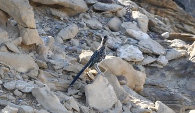 A little farther down the road, this Greater Roadrunner crossed our path.