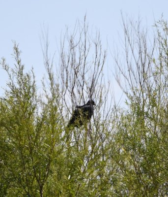 Common Black Hawk in the trees near the river