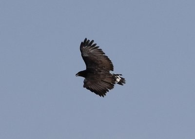 The Common Black Hawk had been reported recently in the area.