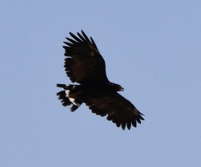 The Common Black Hawk circled over our heads for several minutes, giving us ample opportunity to take photos.