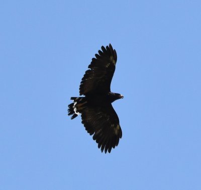 Common Black Hawk, circling near the mouth of Santa Elena Canyon, Big Bend National Park, TX