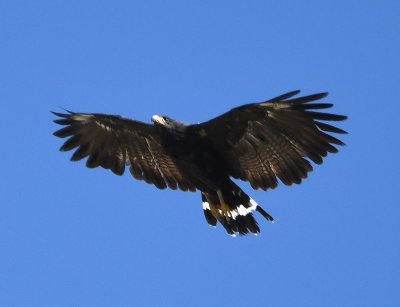 Common Black Hawk