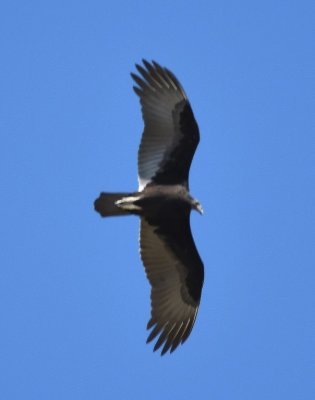 Then a Turkey Vulture joined the hawk overhead.