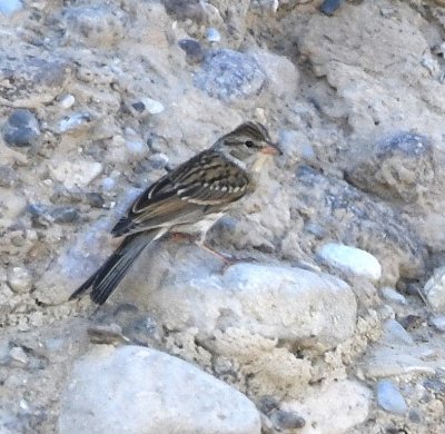 Juvenile Chipping Sparrow, on the Mexico side of the Rio Grande