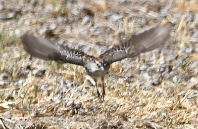 Chipping Sparrow in flight