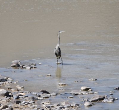Back out on the road, we saw this Great Blue Heron in the river below.