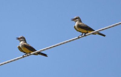 Two Western Kingbirds on a power line along the road