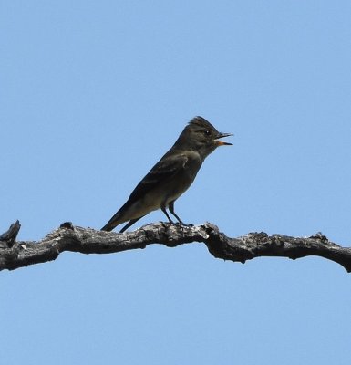 We made our way to Cottonwood campground where we stopped to look for birds, like this Western Wood-Pewee, and have some of Nancy V's crunchy peanut butter and honey on multi-grain bread.