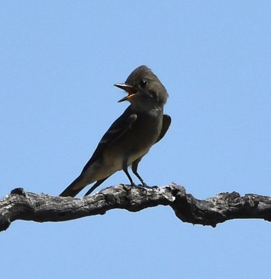 Western Wood-Pewee