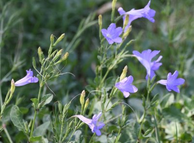 Lavender-colored wildflowers