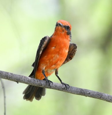 Male Vermilion Flycatcher