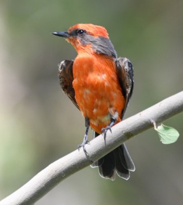 Male Vermilion Flycatcher