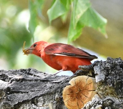 Male Summer Tanager with an insect