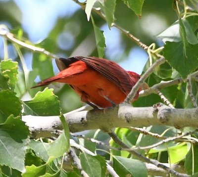 The Summer Tanager never gave us a clear look at its face.