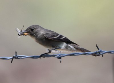 The Western Wood-Pewee flew out from its perch, caught a robber fly and returned to the fence.