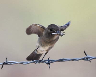 Western Wood-Pewee with a robber fly