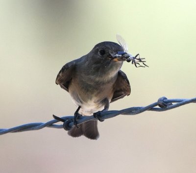 Western Wood-Pewee